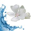 Aquatic , Fresh & Musk