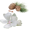 Cedar & Musk
