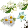 Jasmine, Tuberose & White Flower