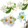 Jasmine, Tuberose & White Flower