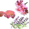 Rosaceous, Patchouli & Geranium