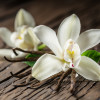 Vanilla Absolute