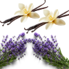 Vanilla Infusion & Lavender